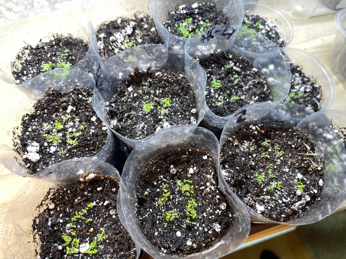 3 день после всходов.