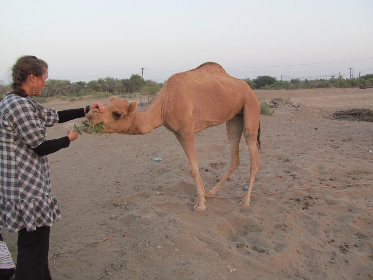 Тот самый верблюд