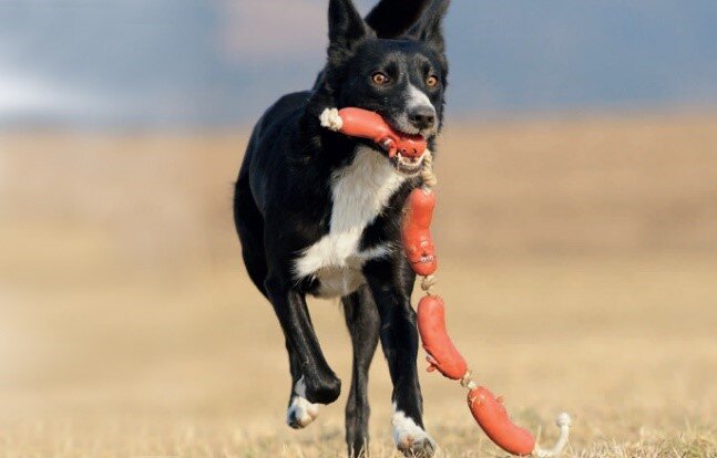 Silly Sausage: Doggy Dessert — приключения пса-сосиски продолжаются