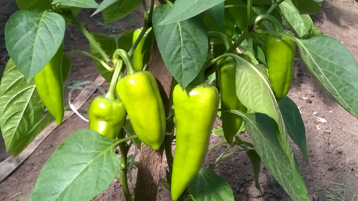 Первая волна плодоношения