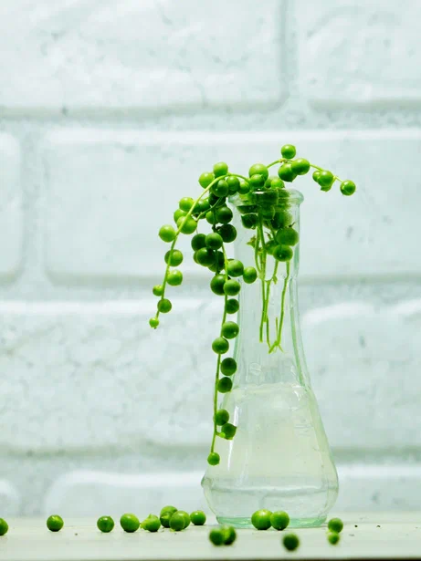 Фото и коллекция автора Masteritayaplants