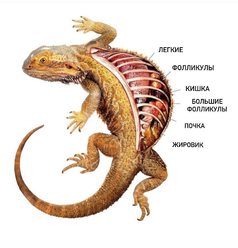 Рисунок вскрытой ящерицы