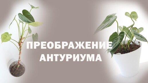 ВОССТАНОВИЛА АНТУРИУМ/ КАК СДЕЛАТЬ АНТУРИУМ ПЫШНЫМ и КРАСИВЫМ / ДО и ПОСЛЕ / Что делать с вытянутым антуриумом