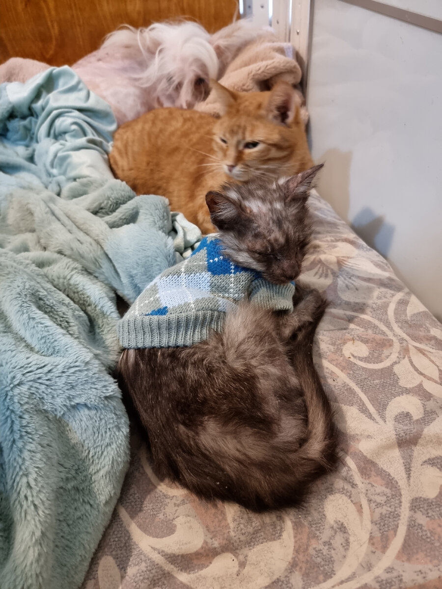 Уже дома в большой кото-семье.