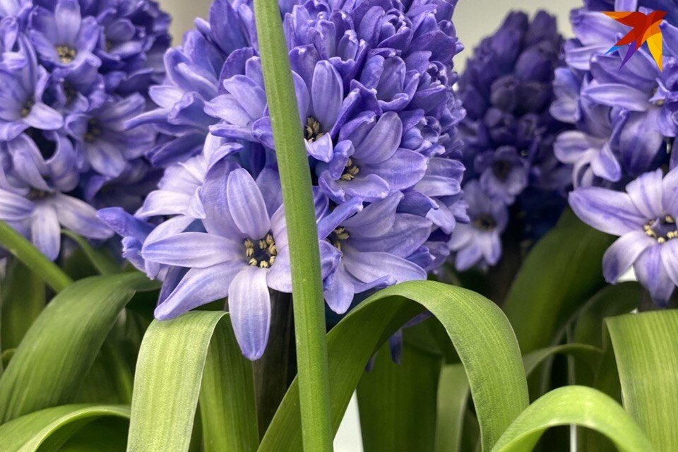     Что можно и нельзя делать 1 марта, когда отмечают Ярилин день. Фото: архив «КП»