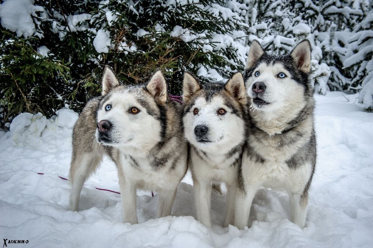 Хан, Мишка и Лобзик