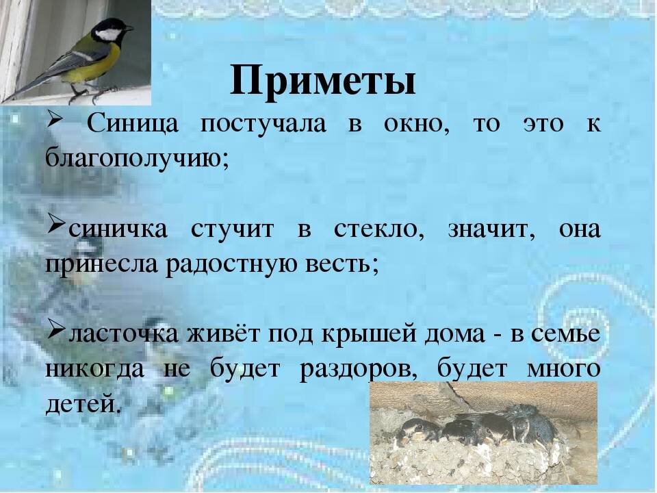 К чему залетает птица в дом или бьется в окно, согласно приметам