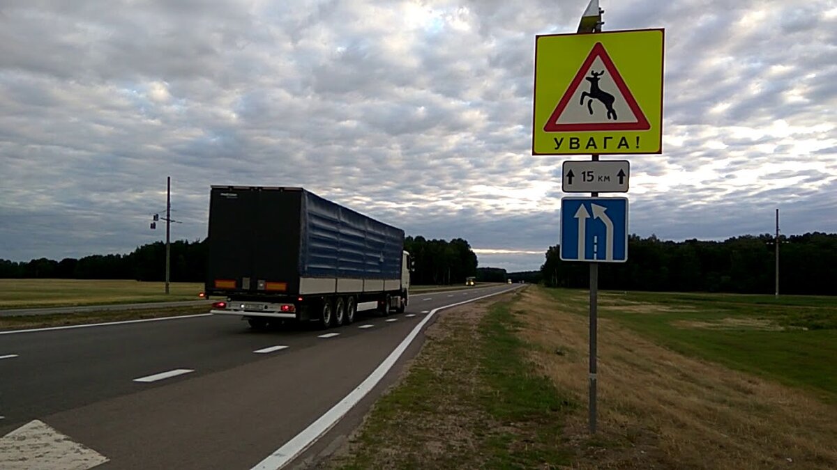 Гродненская трасса М6 вошла в топ самых опасных дорог Беларуси по авариям с  животными | Новости Гродно s13.ru | Дзен