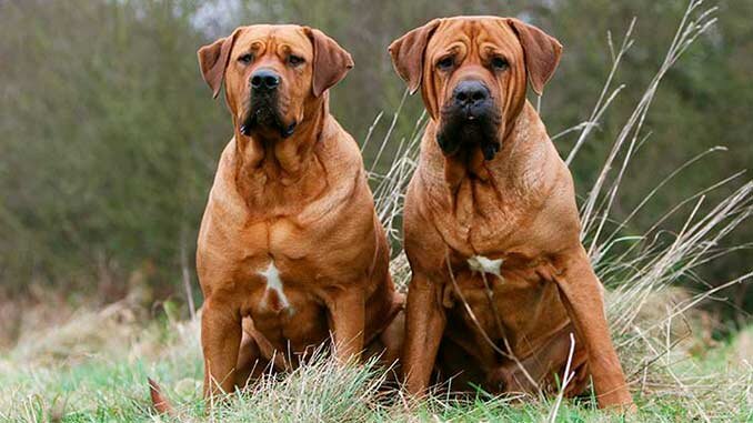 Бойцовская погода