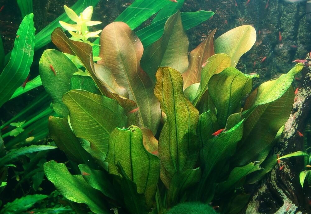 Эхинодорус-медведь был любимчиком