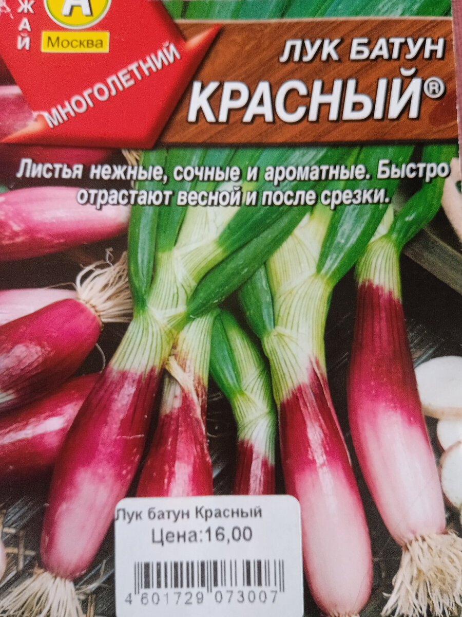 Какие виды лука можно сеять семенами в марте | Урожай всегда и во всем |  Дзен