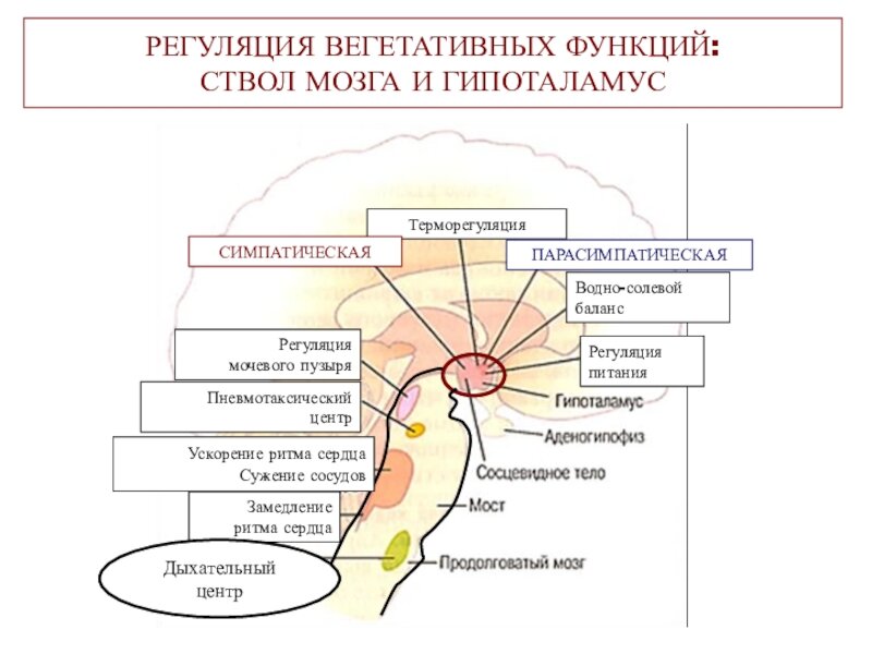 Укажите расположение высшего центра вегетативной регуляции Прибить отдельных коллег или "школа юного психиатра" часть - ну пусть будет перв