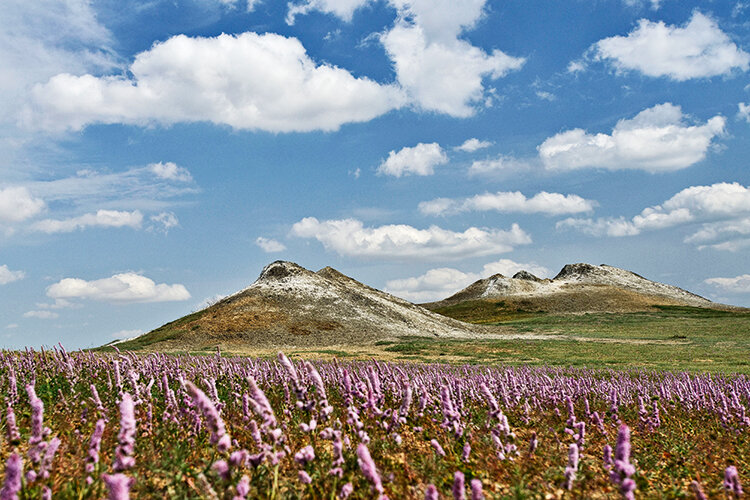 Поля псиллиостахиса у вулкана Нардаранахтарма