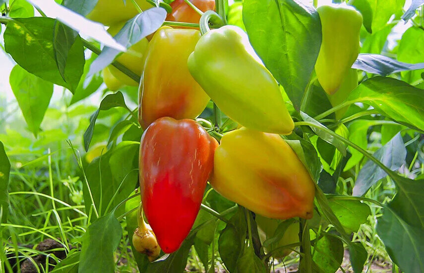 Фото из открытых источников.