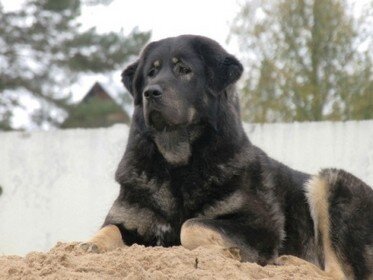 тибетский мастиф