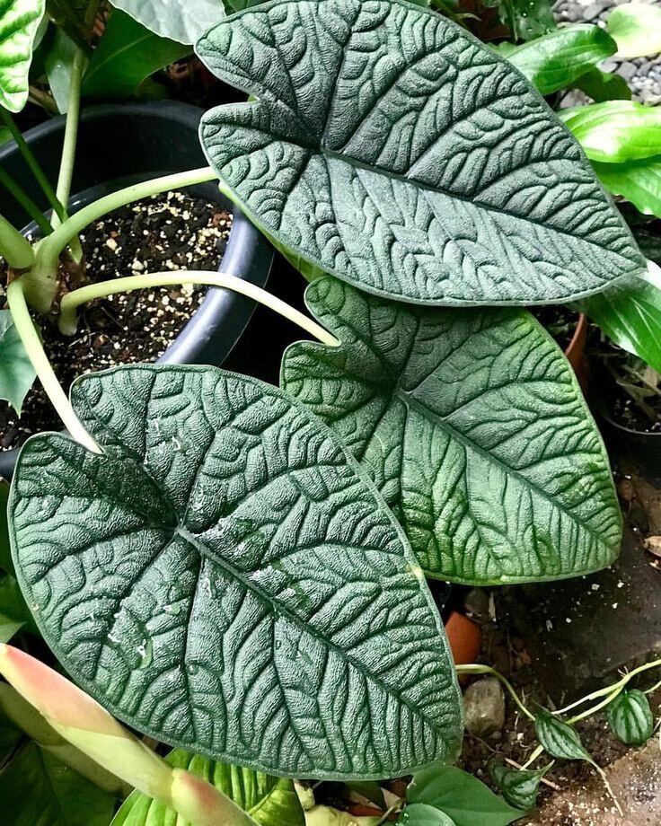 Алоказия Мело, фото из интернета