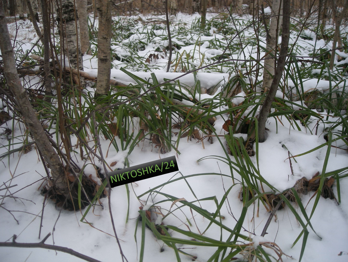 Зелёная еда. Фото сделано лично мной