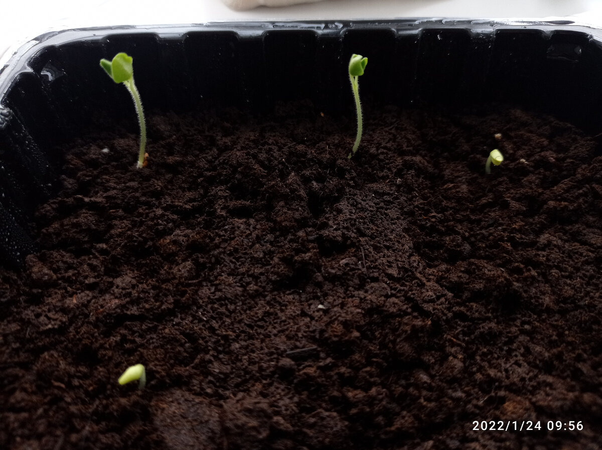 Выжил только 1 росток, наверно из-за неопытности)