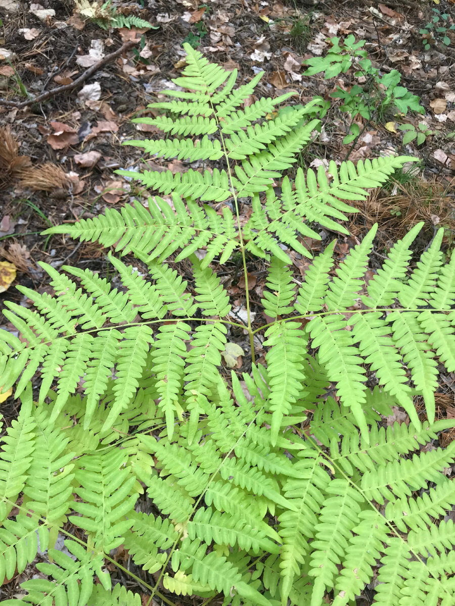 Папоротник в Бузулукском бору.