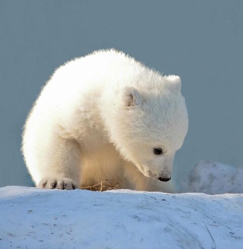 Источник фото: Новосибирский зоопарк им. Р.А. Шило