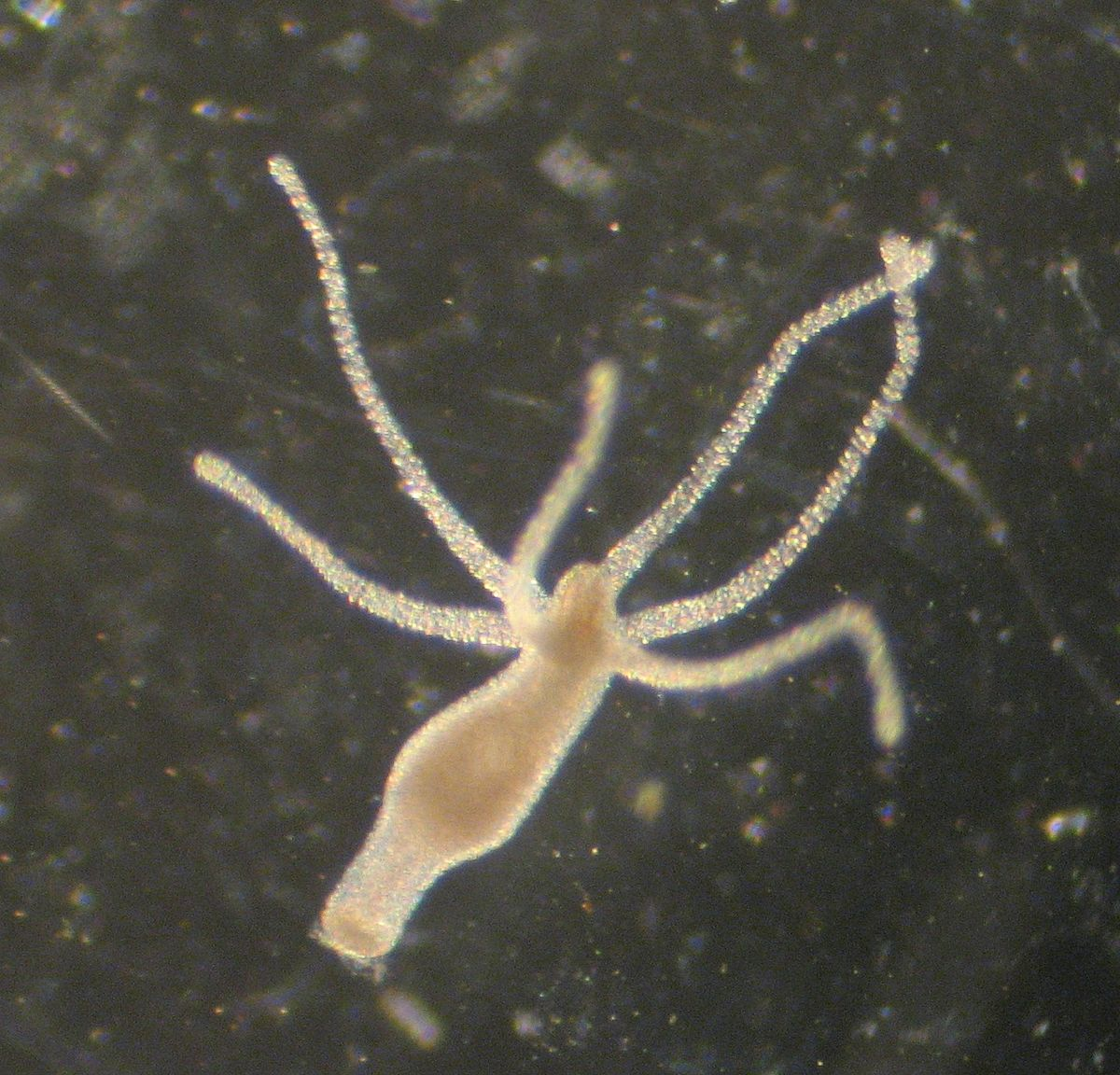 Гидра обыкновенная.