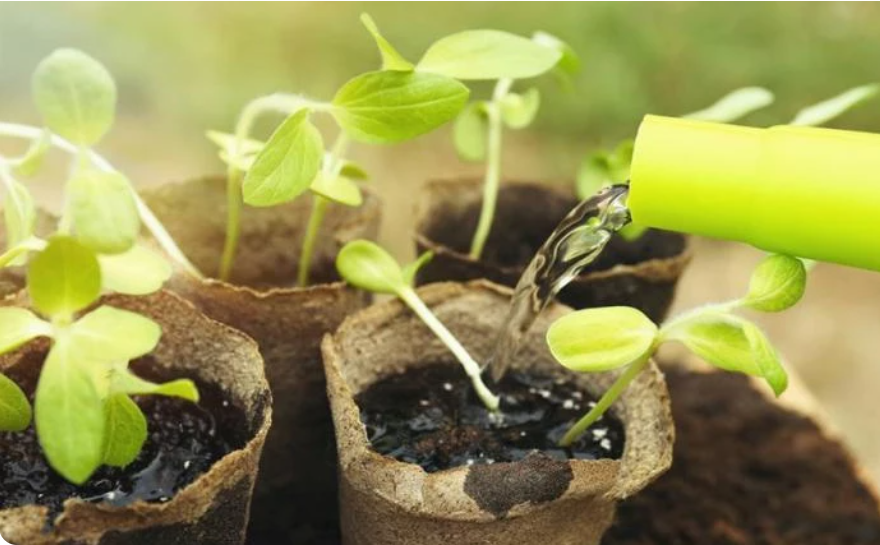 Полив требует деликатности