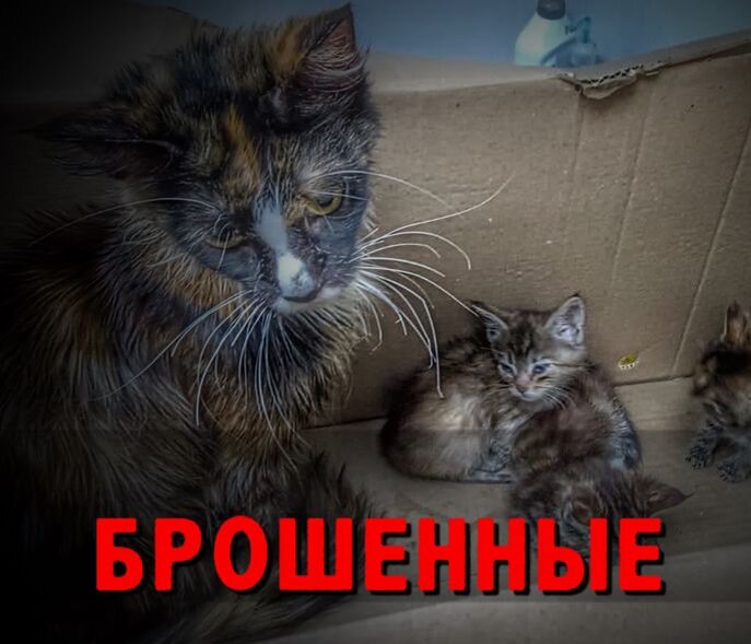 Котосемью выбросили в запечатанной  коробке