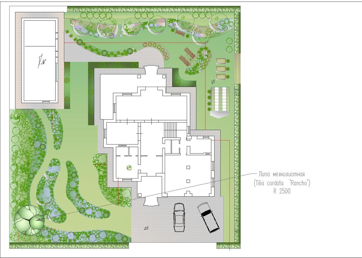 Липа мелколистная Tilia cordata 'Rancho'