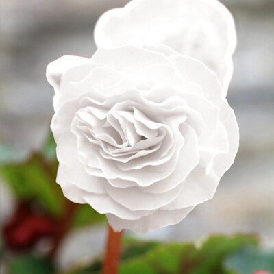 Бегония Нон-стоп вайт - многолетний сорт, выращивается, как комнатное и садовое растение. Куст пышный, высотой до 30 см. Период цветения обильный и продолжительный с июля по октябрь. Цветок махровый, крупного размера, белоснежного цвета, с волнистым краем.