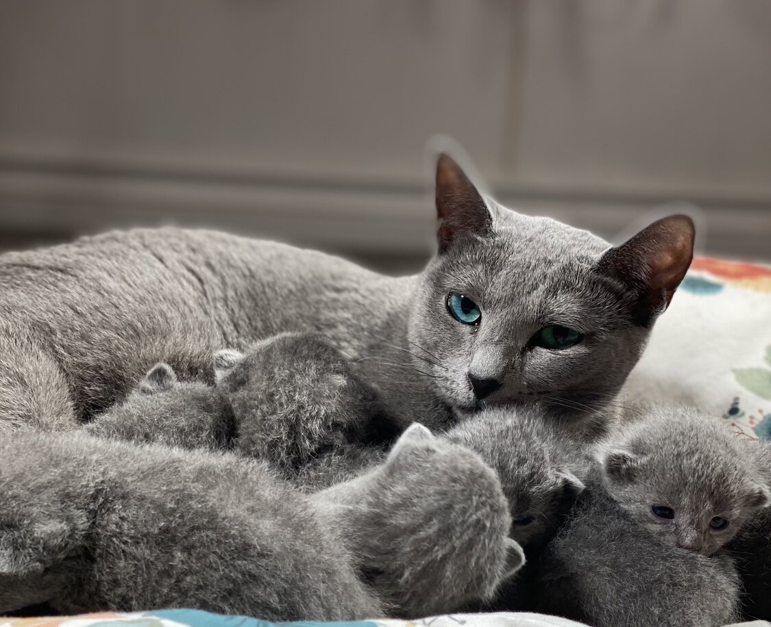 А у нас сегодня кошка родила вчера котят… | Дважды аутизм | Дзен