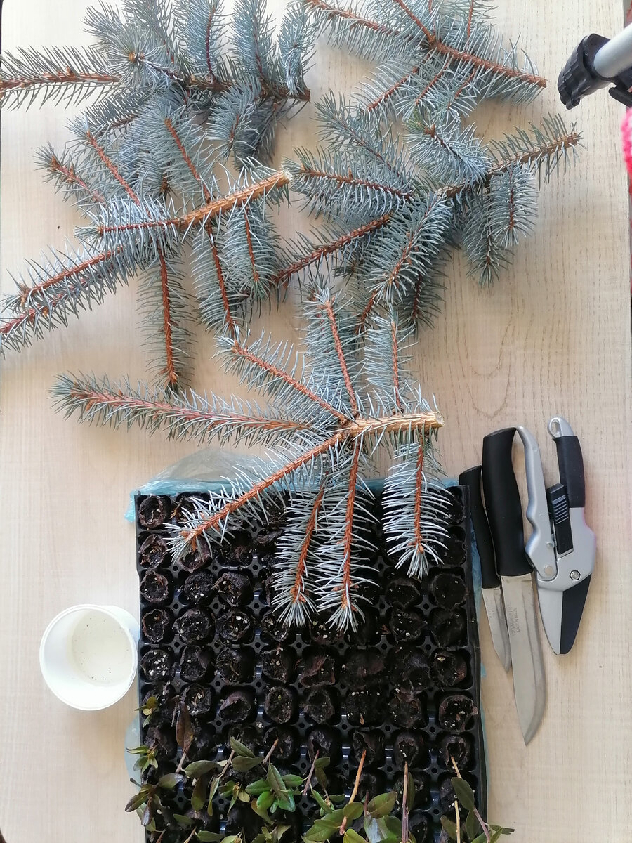 Подготовка к черенкованию 15.03.2023г Фото автора