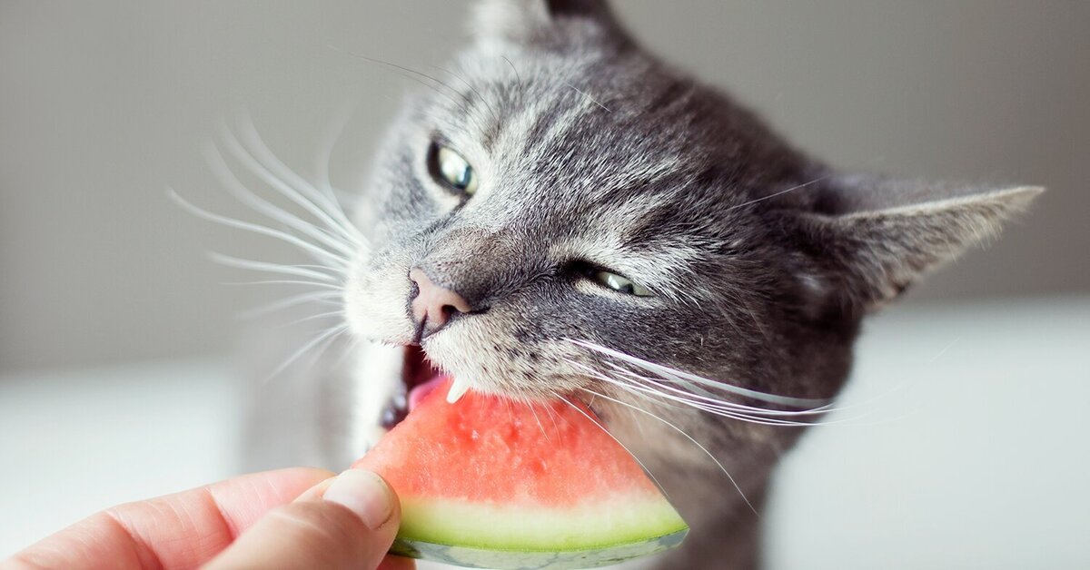 Можно ли кошкам есть фрукты? | Petshop Journal | Дзен