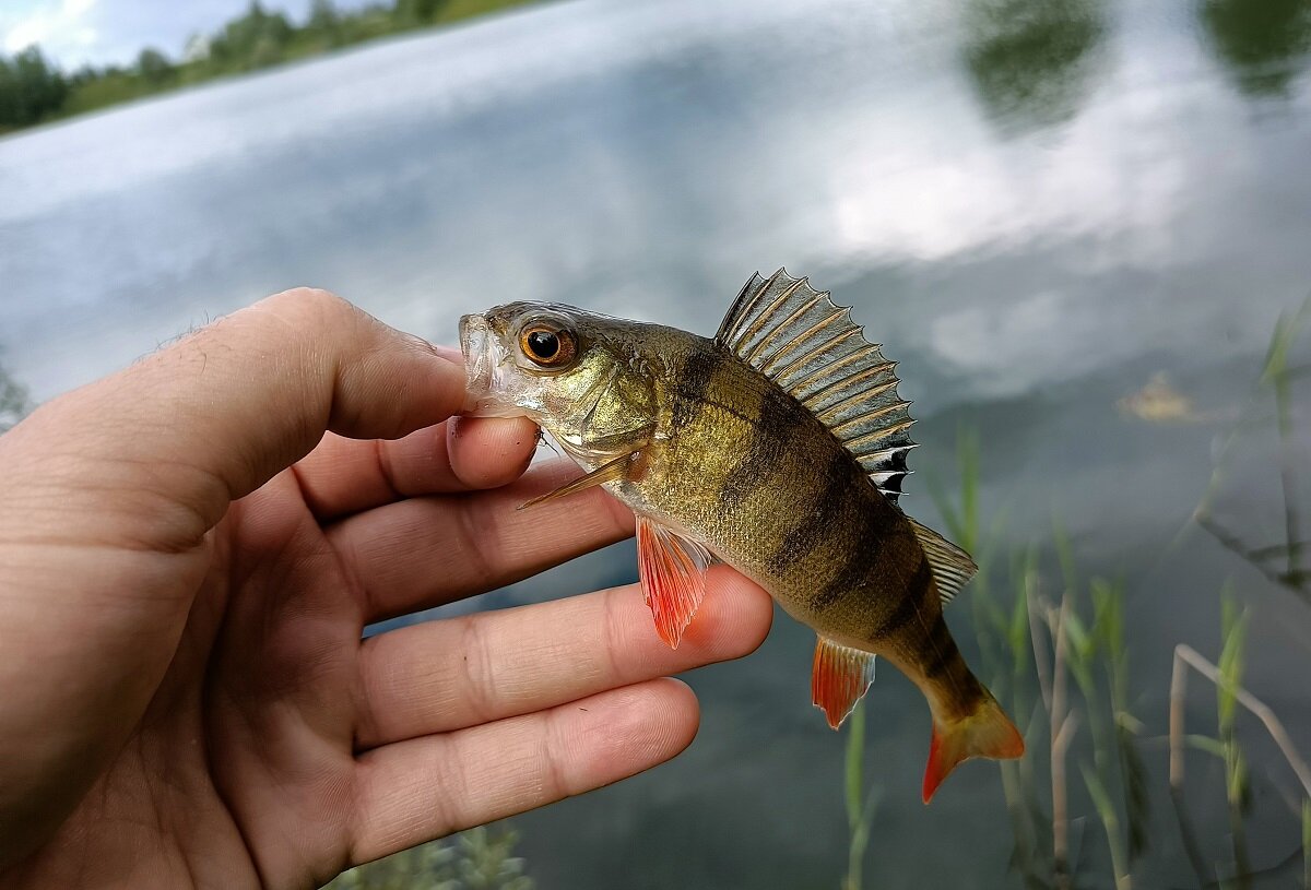 Фото: novfishing.ru