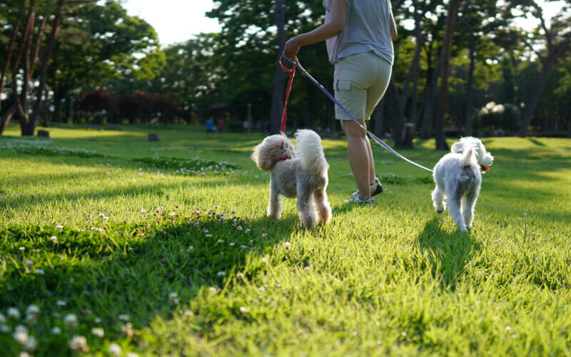 Можно гулять с собакой в парке