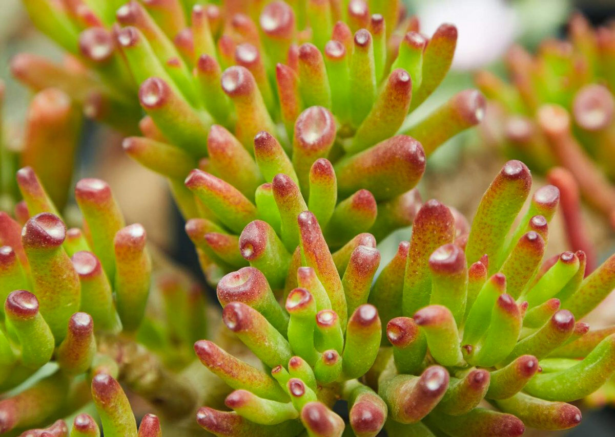 Крассула Голум с забавными стеблями