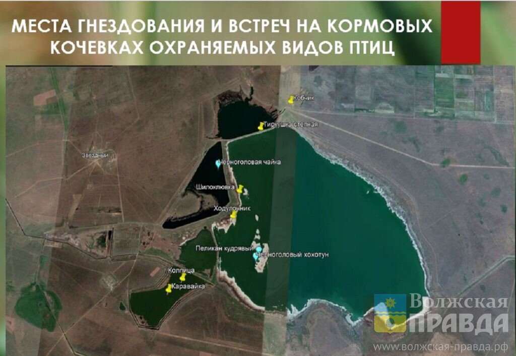 На Большом Лимане обитают редкие виды пернатых📷    Студенты из Волжского изучают опасности Большого Лимана
