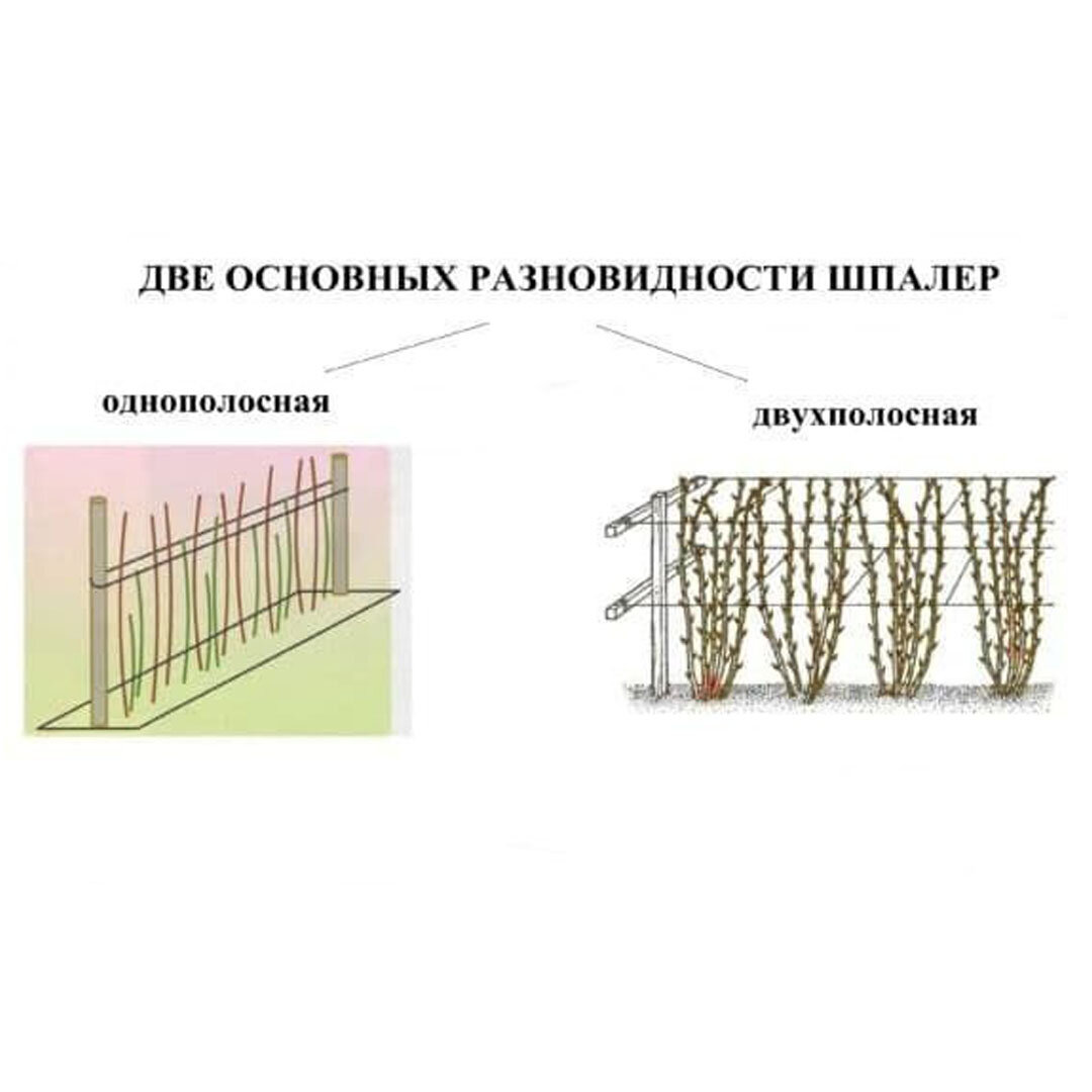Шпалера для малины своими руками чертежи и фото