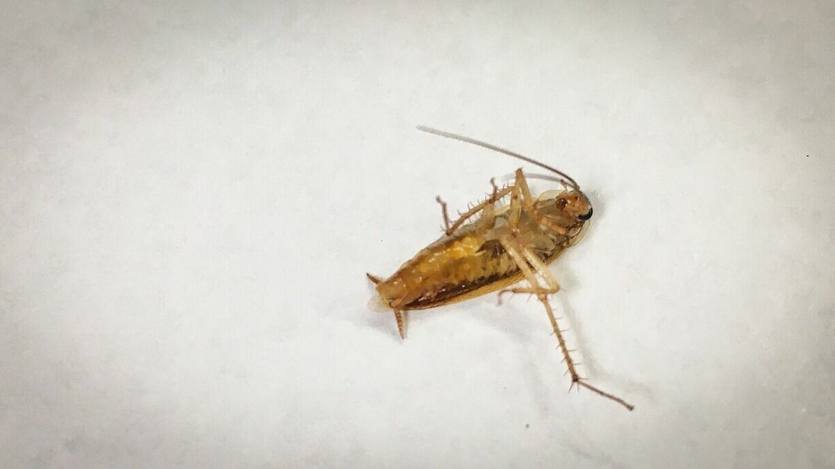     Тюменский Роспотребнадзор проверил жалобы потребителей на организацию ГОРСЭС. Она оказывает услуги по дезинсекции квартир (офис находится на улице Республики). Специалисты отмечают завышение стоимость услуг, а после их работы «насекомые не исчезают, качество услуг не удовлетворяет потребителей».