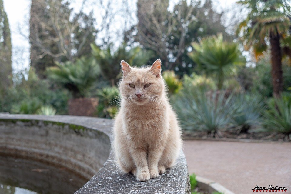     Коты - хранители Сада. Фото: Алекс Кедми/VK