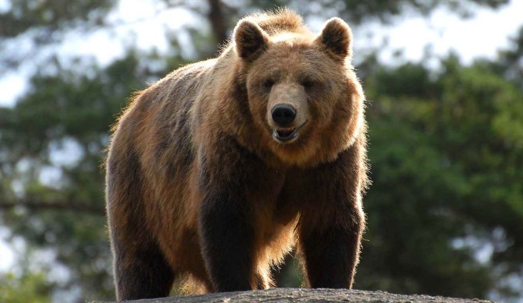 Самые большие виды медведей | Мир Вокруг | Дзен