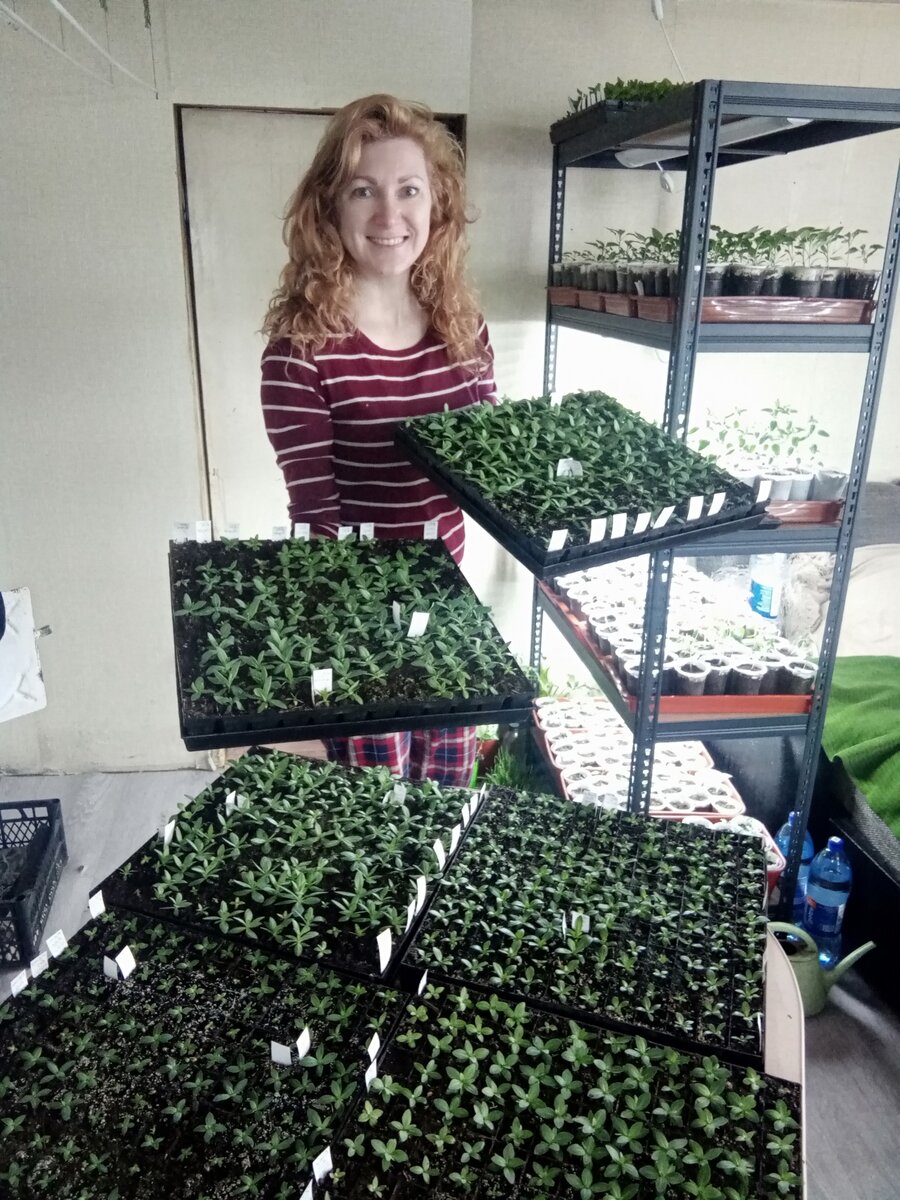    Рассада эустомы в кассетах