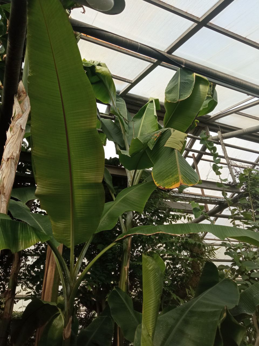 Оранжерея тропики.