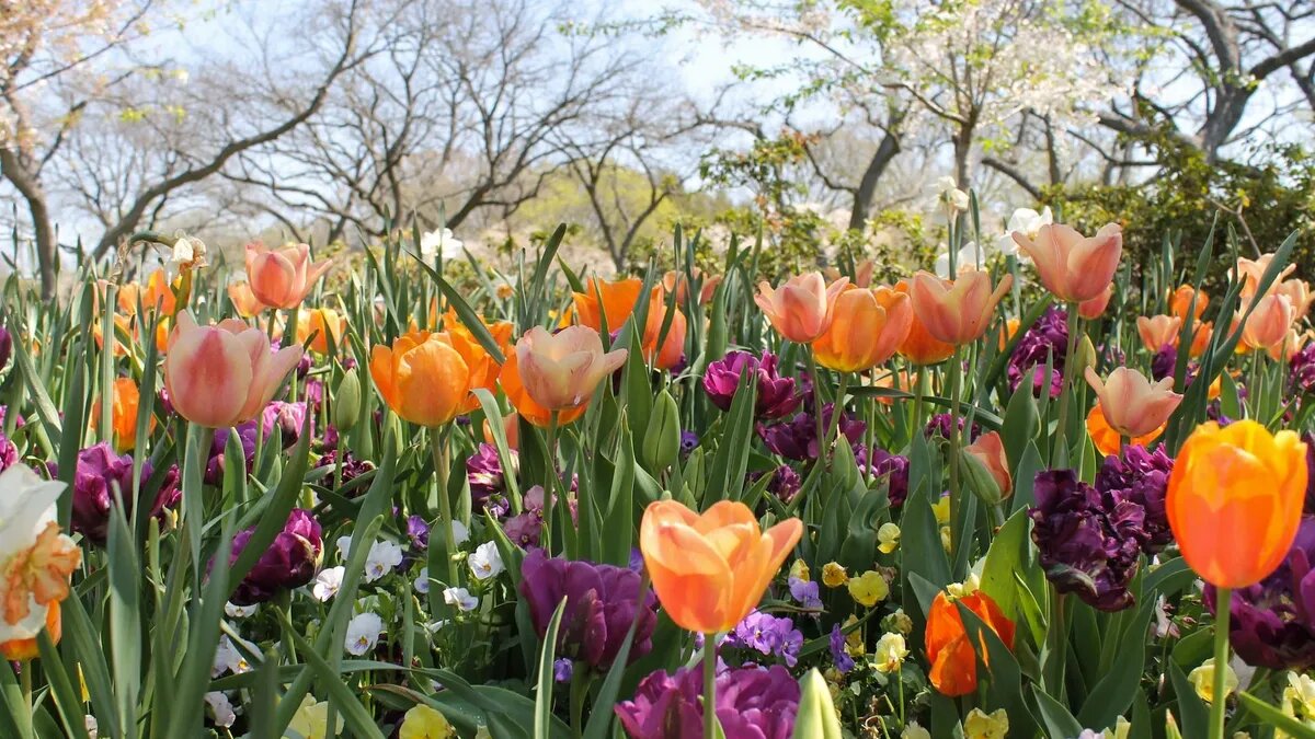 Цветущий май. Фото: unsplash.com