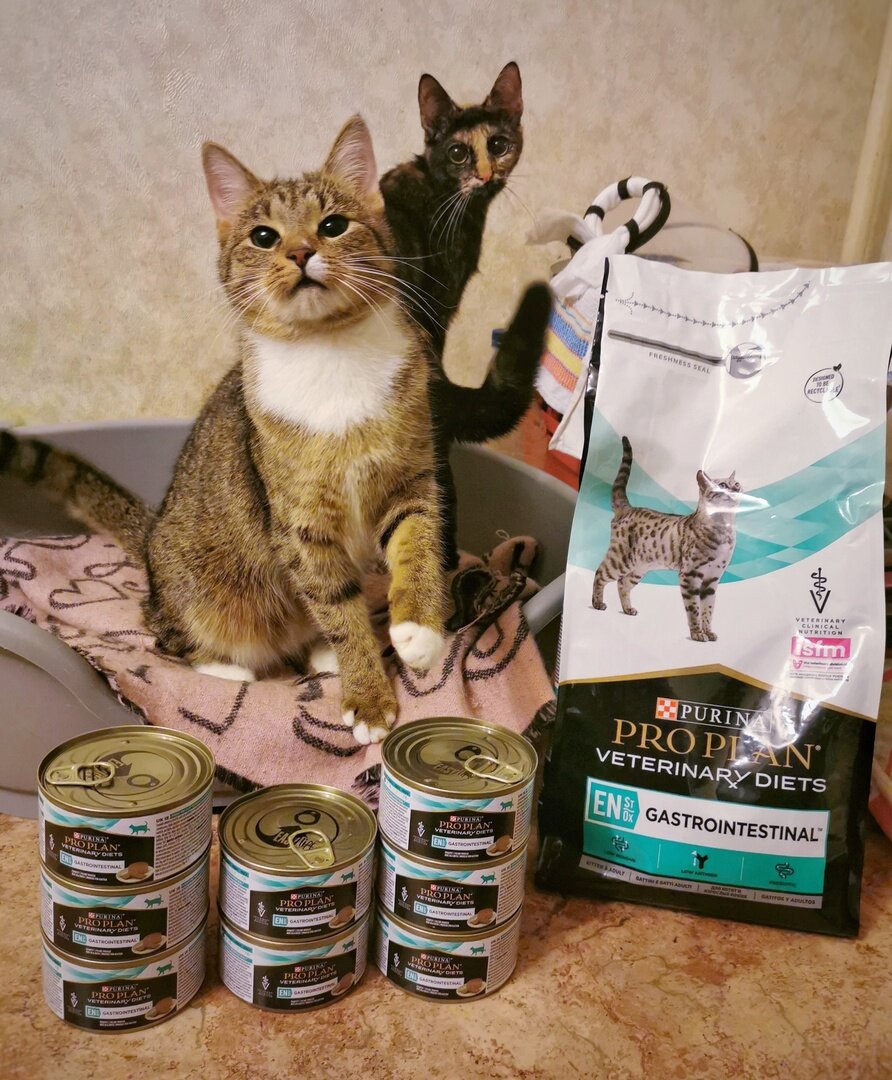 © ВСЕ ОТТЕНКИ КОШАЧЬЕГО. Наши которебята сердечно благодарят за пополнение запаса самых вкусных и полезных кормов! 🙏🏻🙏🏻💖Подарок от Александра (заказ №128701). 🎁