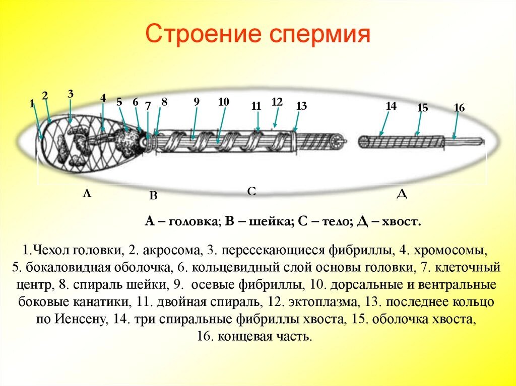 Нормальные показатели спермы