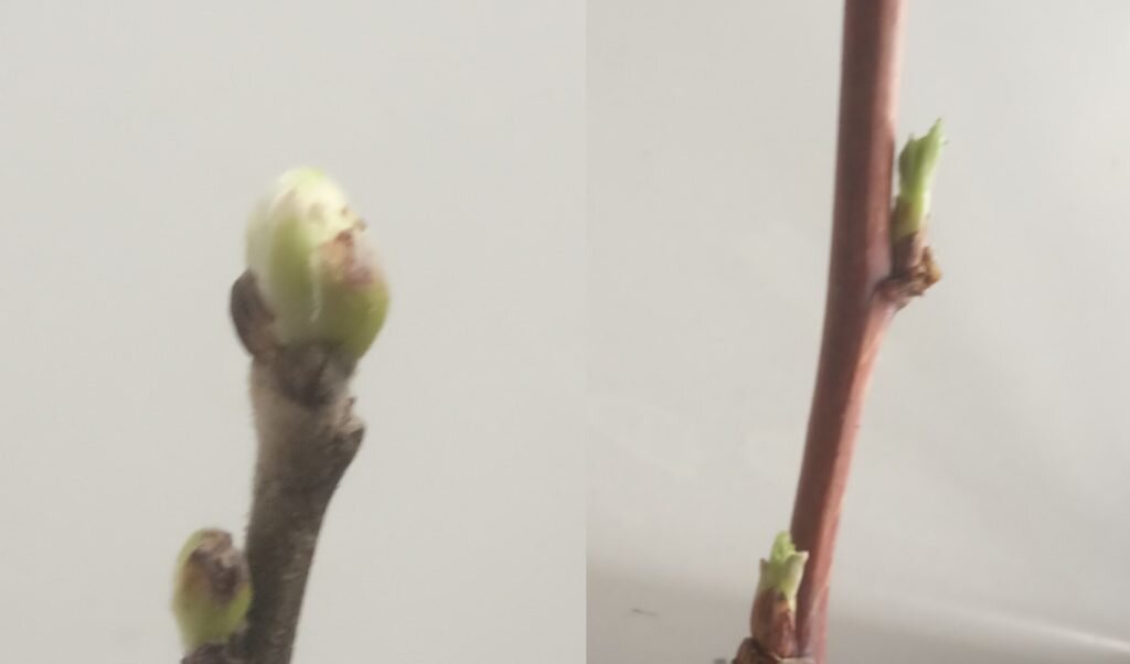 веточки сирени и малины