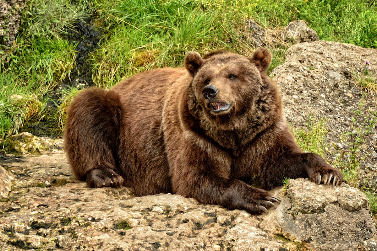 Бурый медведь (Ursus arctos) 