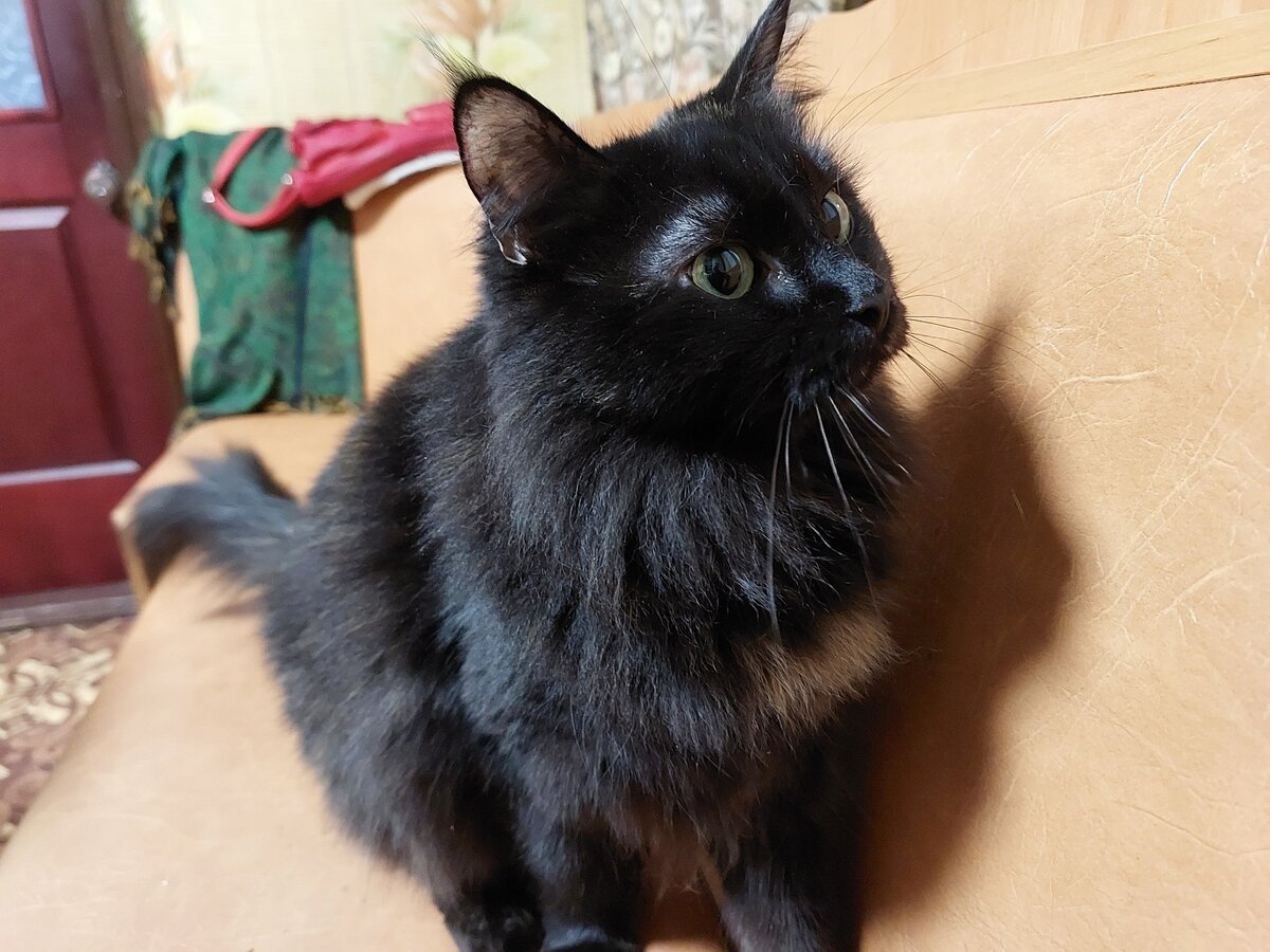 Сторожевая кошка Чижика-Ёжика 🤣 