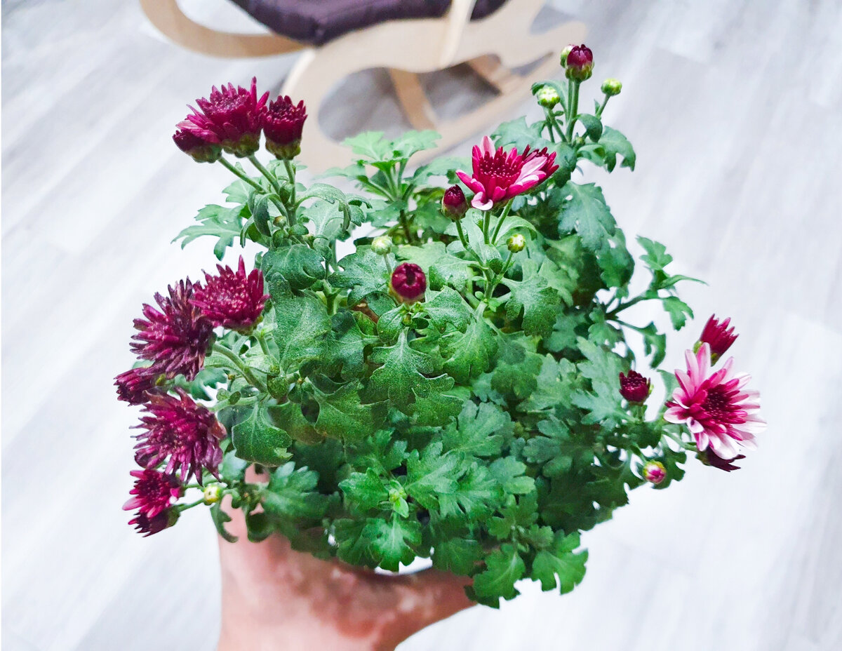 Бутонов много - будет целая шапка