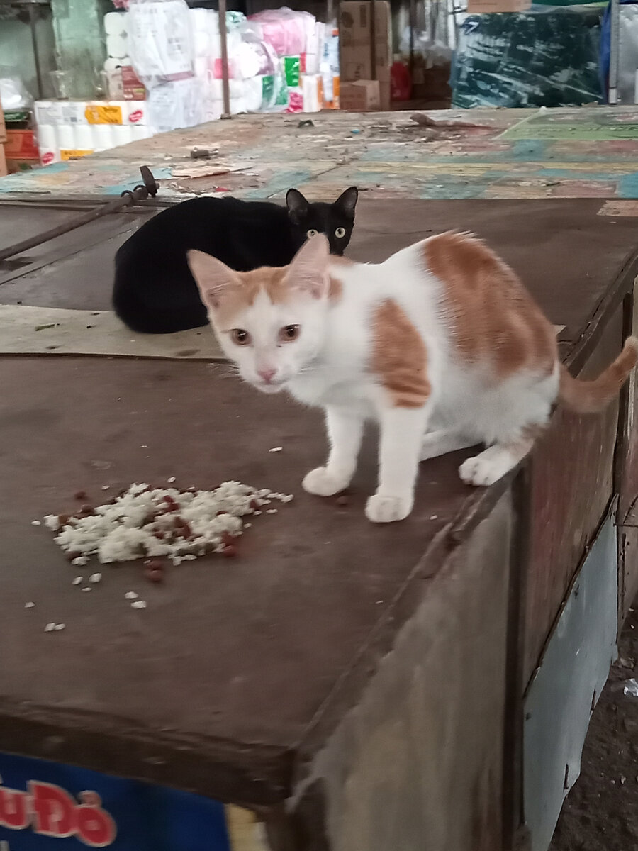 коты на рынке